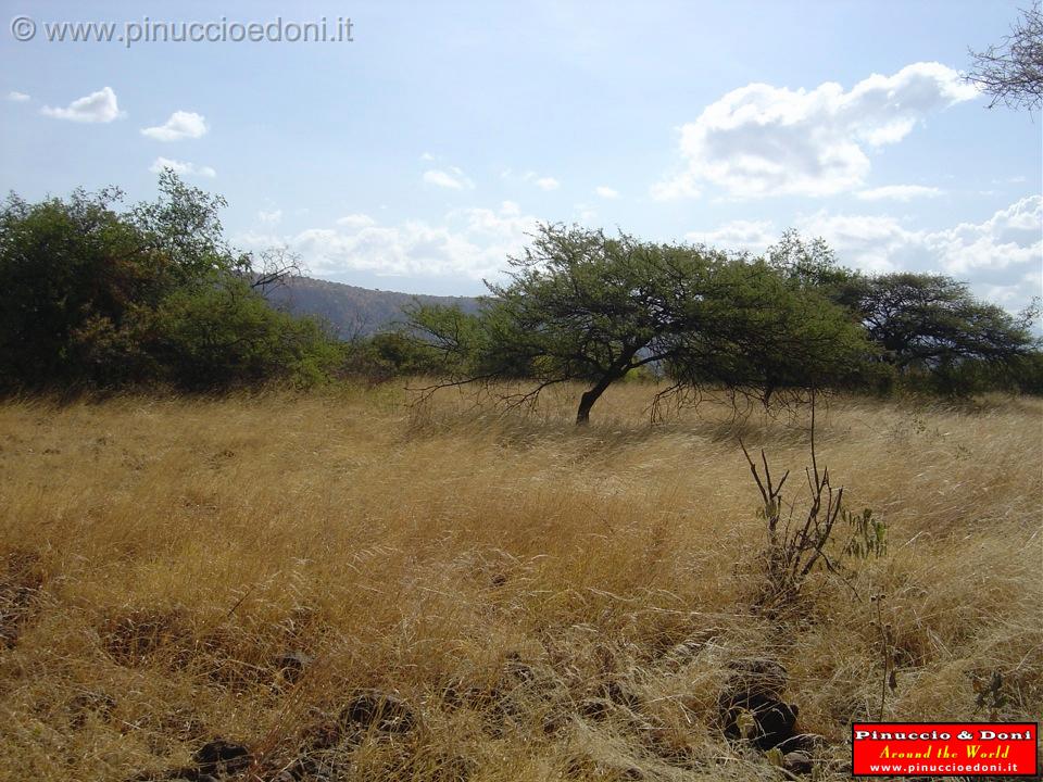 Ethiopia - Netch Sar Park - 06 - Erba bianca.jpg